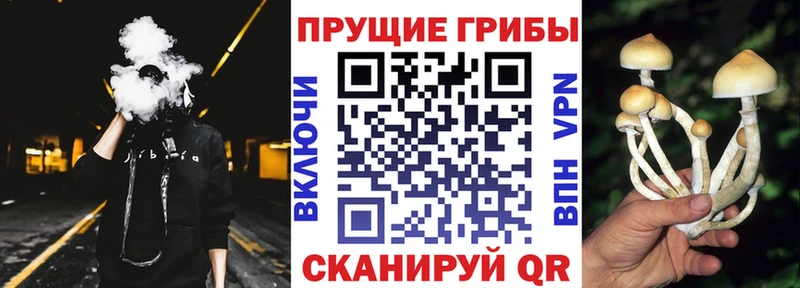 hydra как войти  Ярославль  Галлюциногенные грибы мицелий 