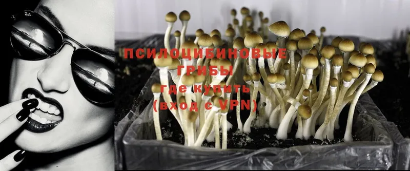 Псилоцибиновые грибы Psilocybine cubensis Ярославль